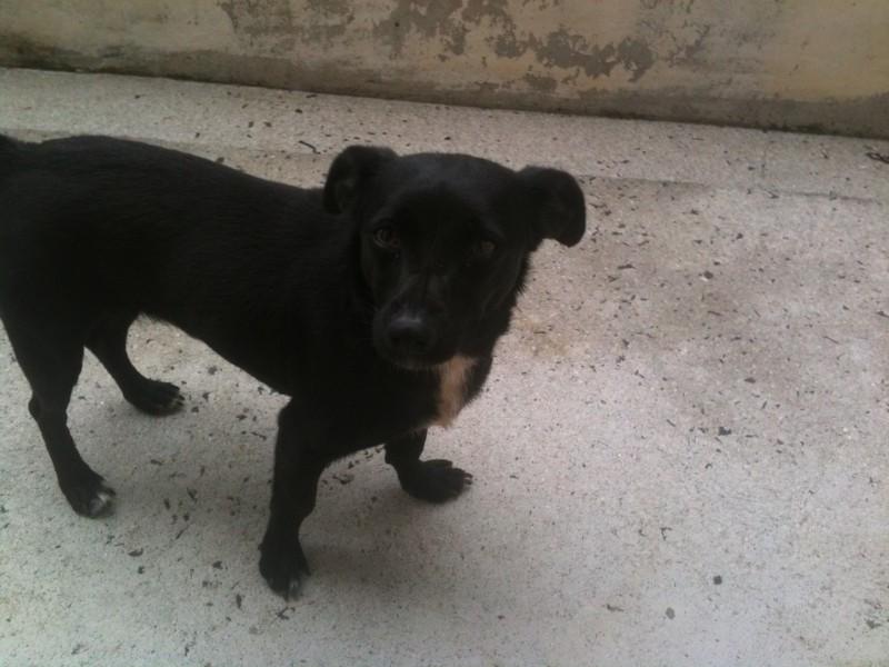 Animal encontrado no bairro Santa Catarina