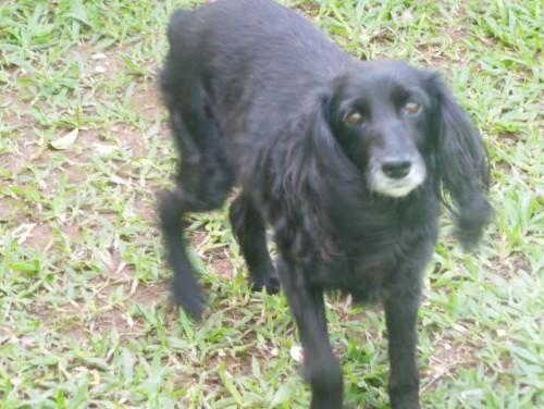 Procura-se uma cachorra Cocker no bairro Linha Batista