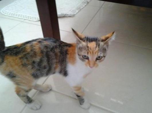 Cleo já tem novo lar