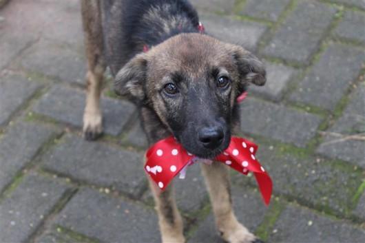 Bistek realiza feira de adoção de animais neste sábado