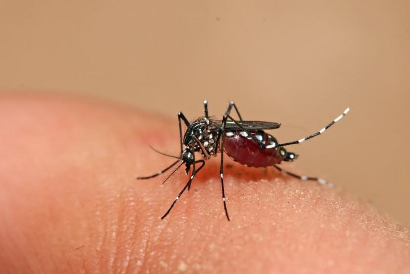 Confirmados 74 casos de dengue em Santa Catarina 