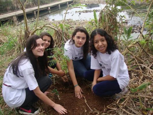 Plantadas as primeiras mudas de árvores do projeto Fênix 