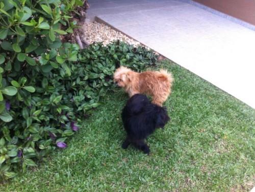 Encontrei dois cachorros