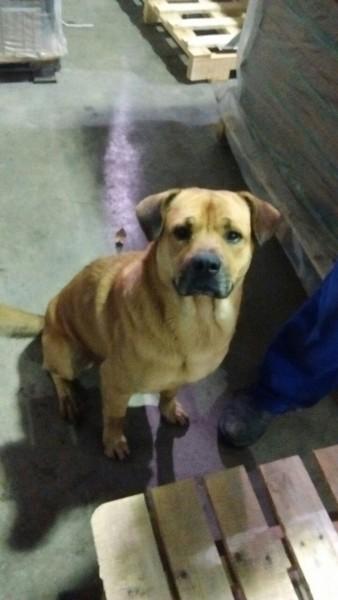 Animal encontrado no bairro Quarta Linha