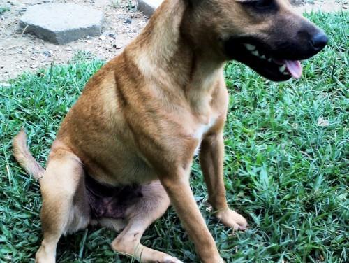 Procura-se Mégui no bairro Quarta Linha em Criciúma