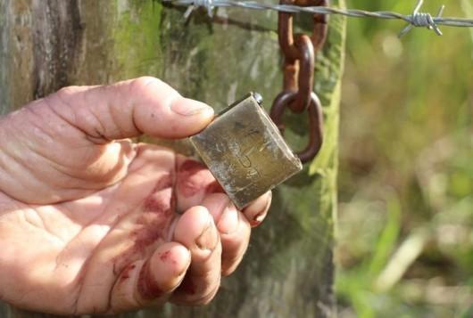 Abate criminoso de bois volta a ocorrer em Lauro Müller