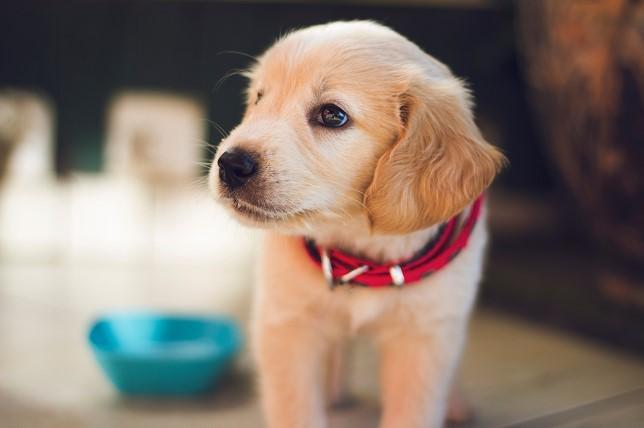Sábado é dia de Feira de Adoção de cães e gatos
