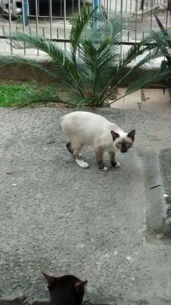 Procura-se Gatinha