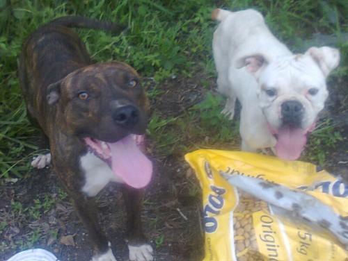 Boxer Branca pura e American encontrados vagando