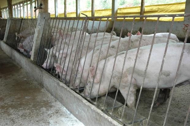 Frigoríficos catarinenses habilitados a exportar carne suína