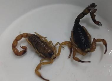 Prefeitura de Maracajá alerta para aparição de escorpiões amarelos