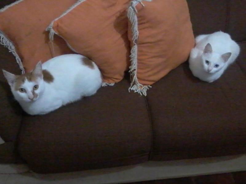Gatos desaparecidos