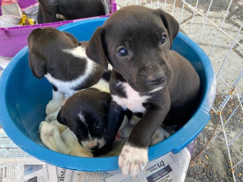 No dia 12 acontece mais um 'Sábado Animal' na Praça
