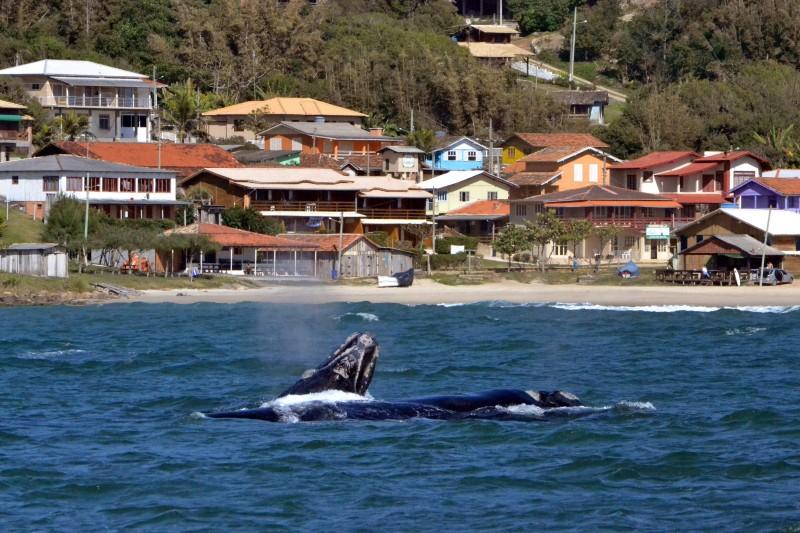 Baleias Franca são avistadas na Praia da Gamboa, em Garopaba