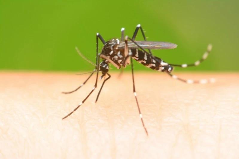Tubarão mantém número de focos do mosquito da dengue