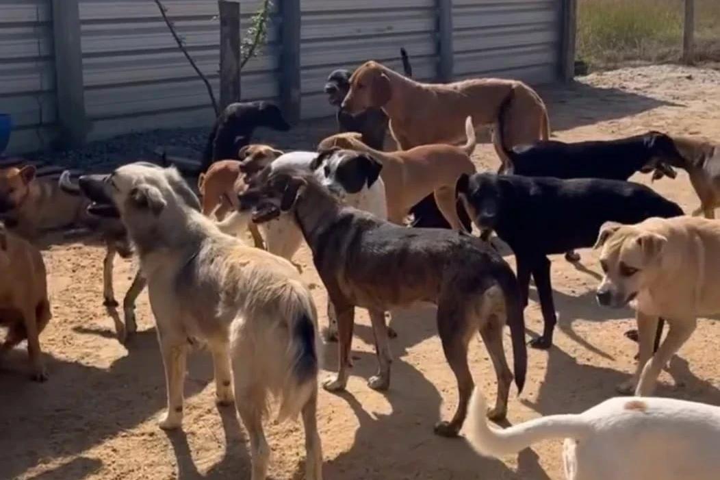 OPA encerra convênio e teme destino de 120 animais em Balneário Rincão