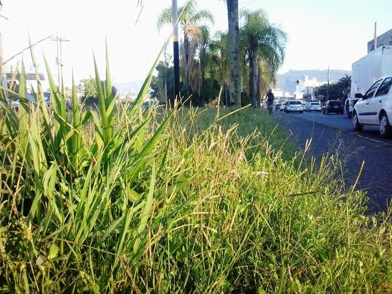 Dias quentes, mato alto e sujeira na avenida Centenário