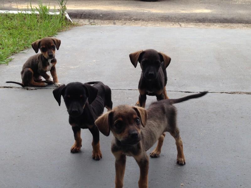 Animal encontrado no bairro Universitário