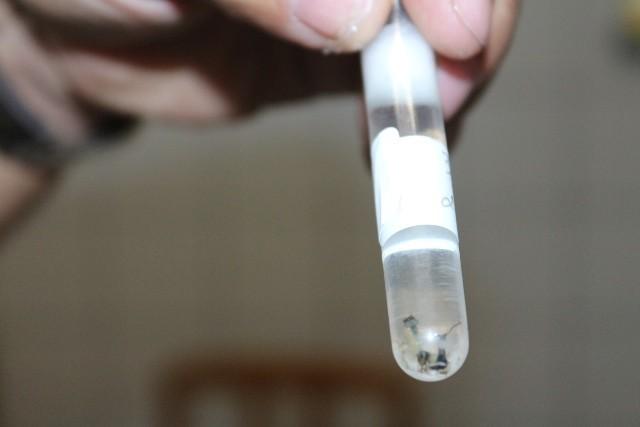 Confirmada primeira morte por dengue no Estado