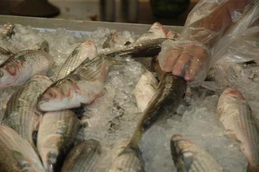 Procon de Tubarão divulga pesquisa de preço de pescados
