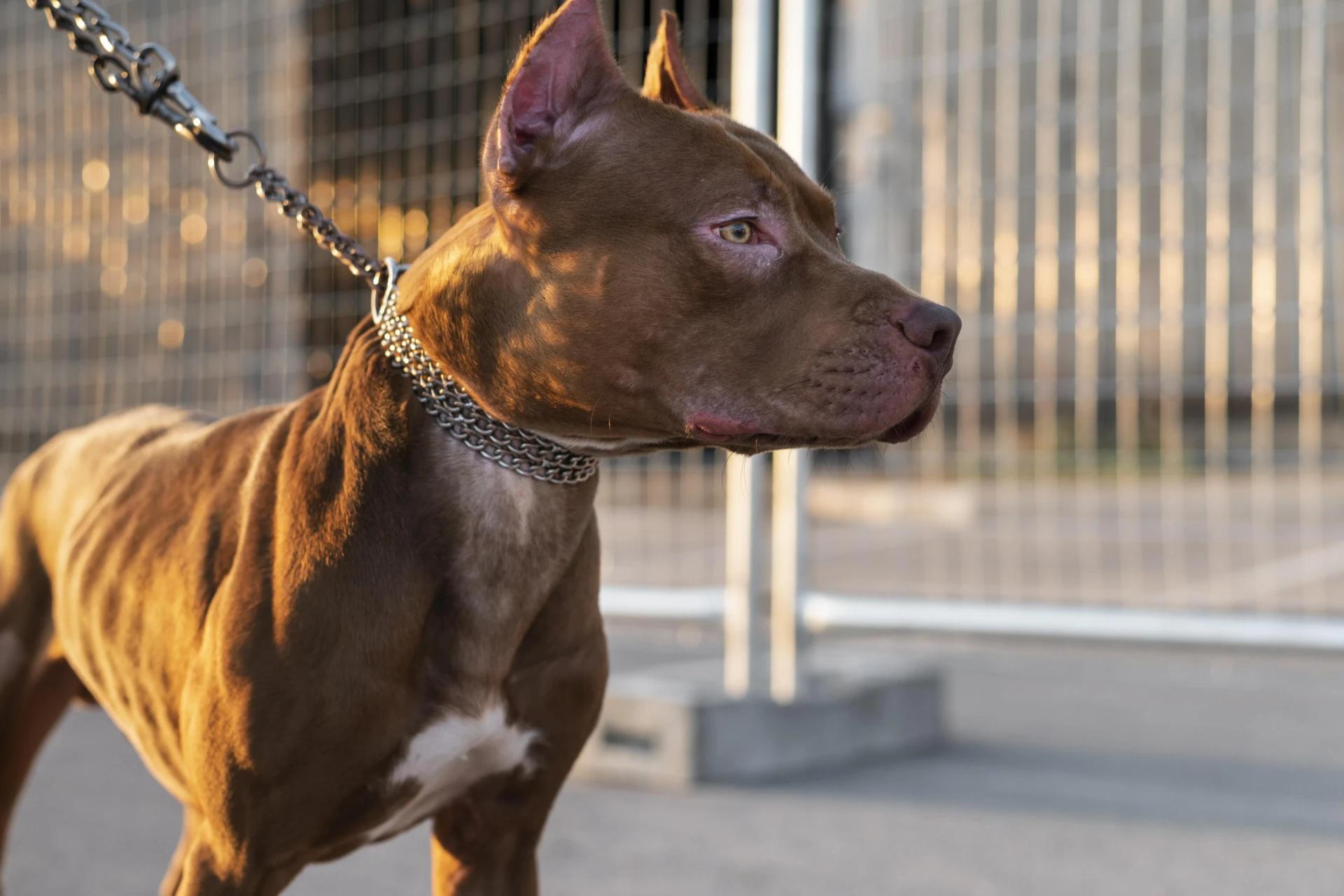 Pit bull deixa cão de pequeno porte gravemente ferido em Criciúma