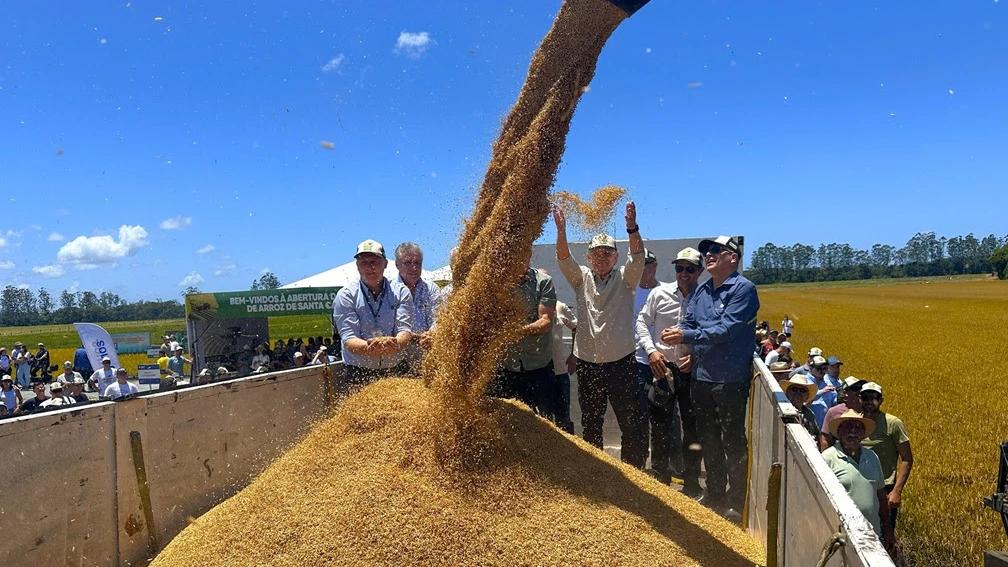 Mesmo diante da crise, setor orizícola catarinense dá início à colheita unido em busca de melhorias