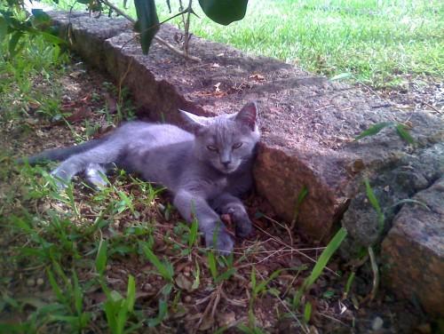 Procura-se o gato Chumbinho no bairro Centro, em Criciúma