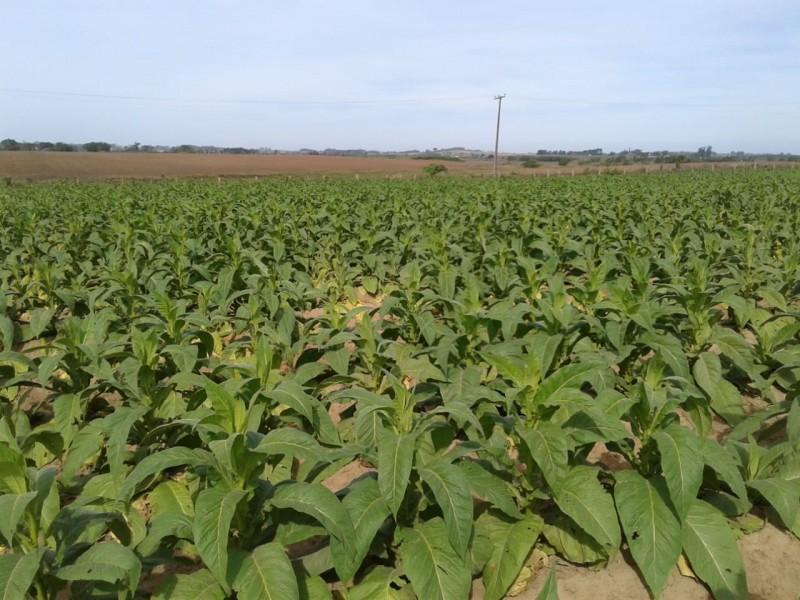 Estiagem no segundo semestre acende alerta para agricultores da região