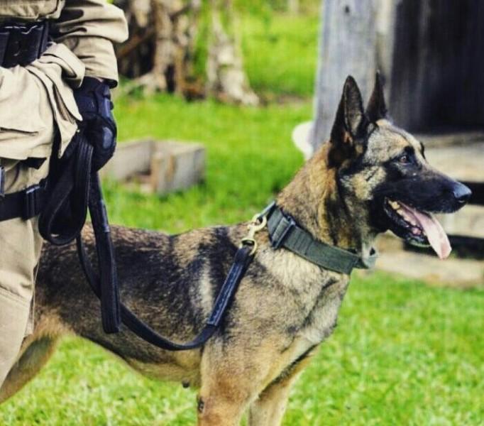Dez cães, quatro raças, uma só função: proteger a sociedade 