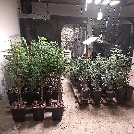 Homem é preso por cultivar mais de 200 pés de maconha em Imbituba 