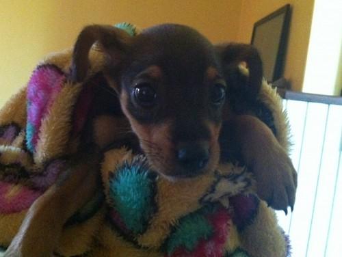 Filhotinha de pinscher
