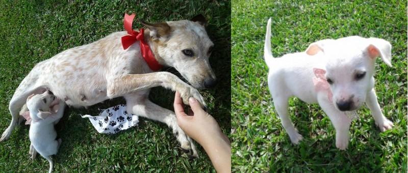 Animal encontrado no bairro Pinheirinho