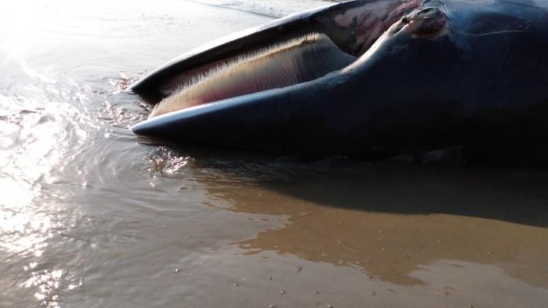 Baleia-minke é encontrada morta na Praia do Sol, em Laguna