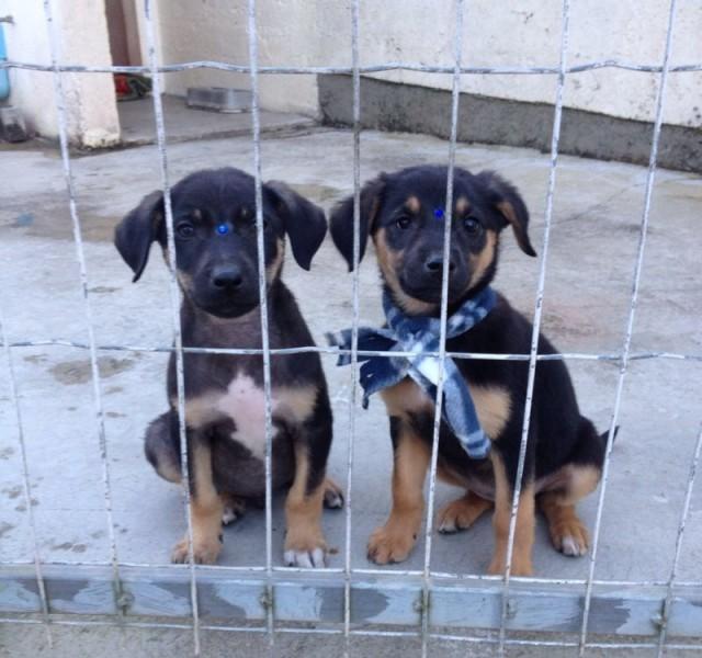 Animal encontrado no bairro Mina Brasil