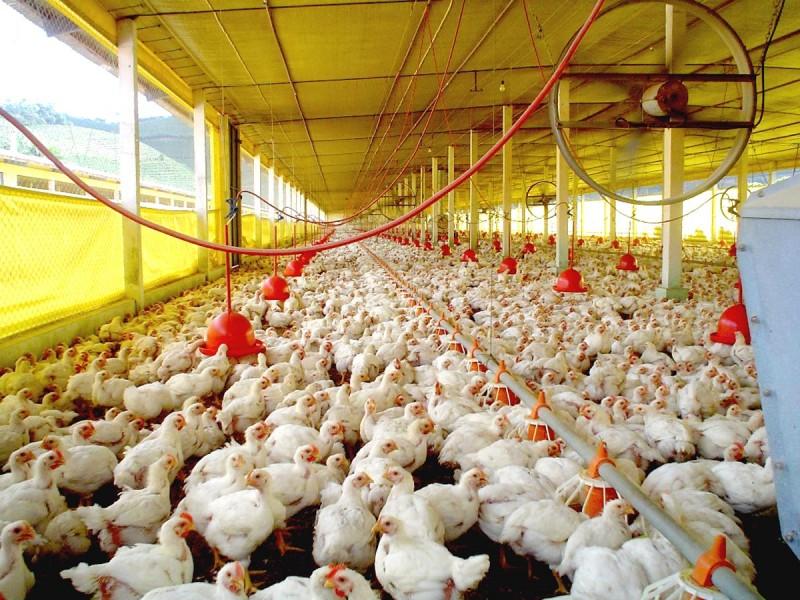 Santa Catarina teve queda nas exportações de suínos e aves