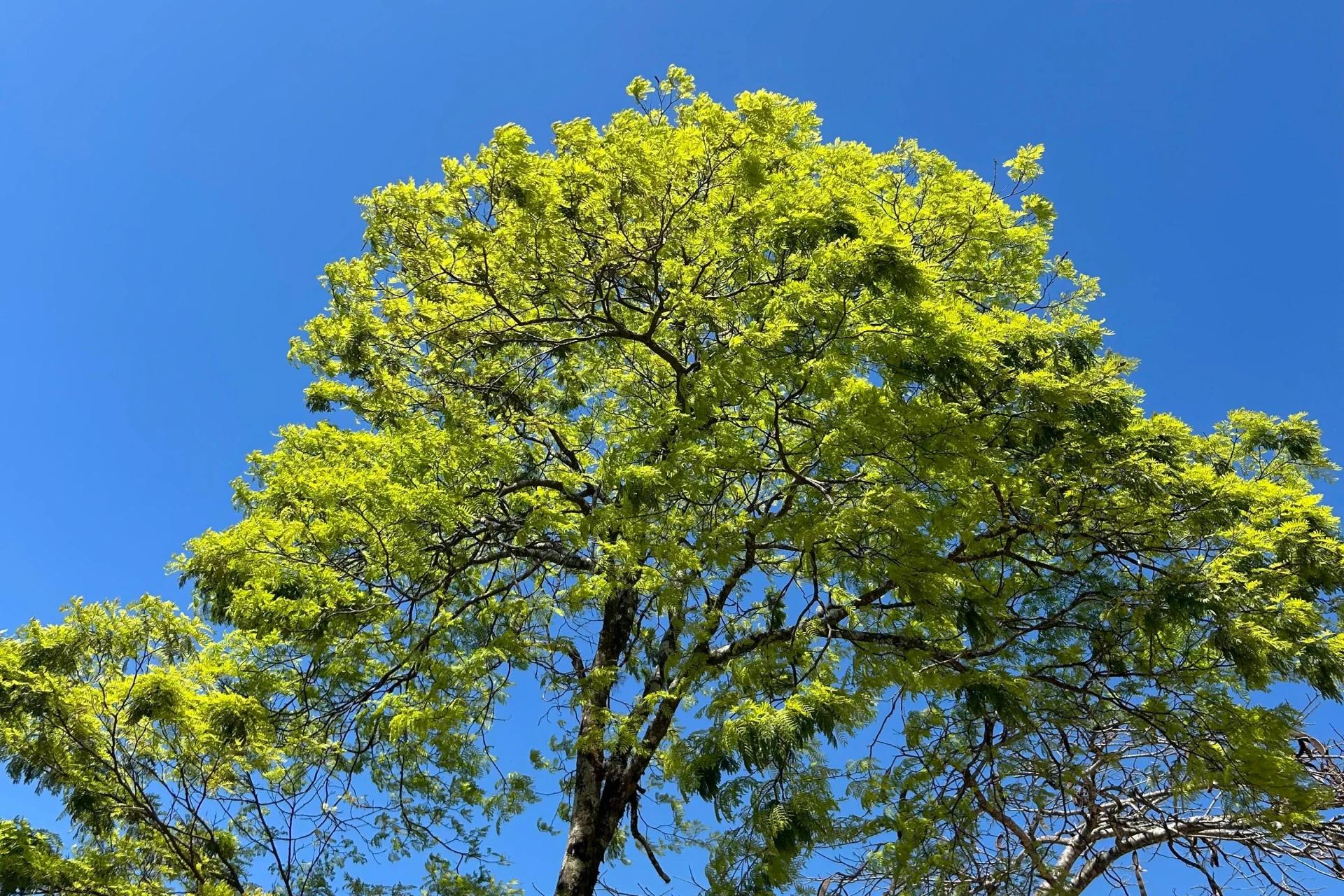Quinta-feira terá sol entre nuvens e altas temperaturas no Sul de Santa Catarina