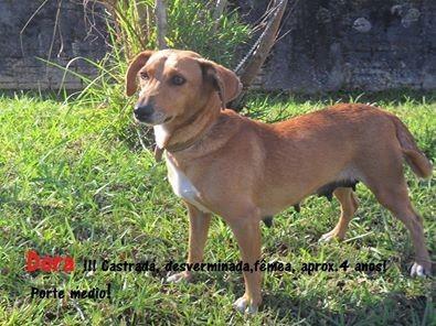 Animal encontrado no bairro Rio Fiorita