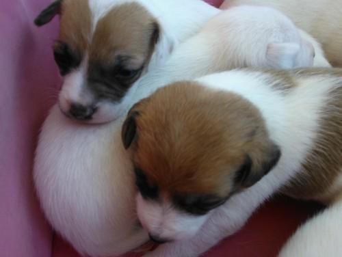Cachorrinhos para adoção