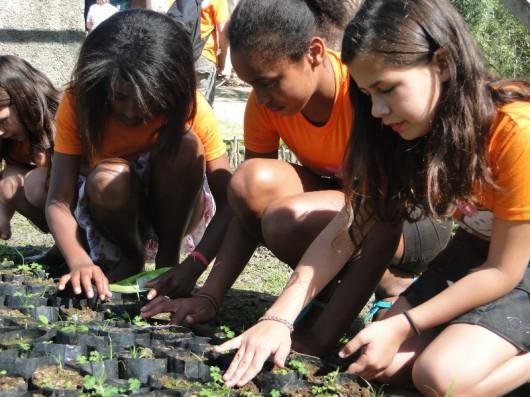 Distribuição de mudas na praça São Donato, em Içara, acontecerá terça-feira