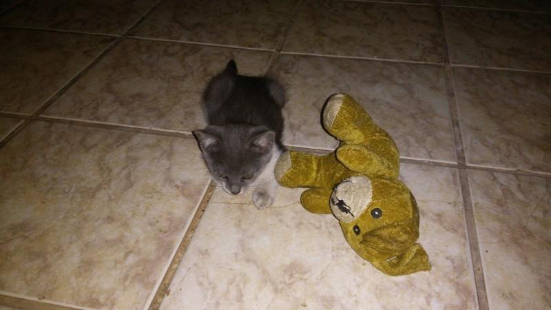 Animal para doação - Filhotes (gatas) Para Doação