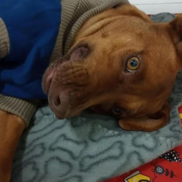 Campanha 'Doe Cãolor' busca arrecadar agasalhos para animais de rua