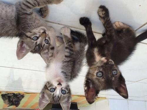 Doação de gatinhos