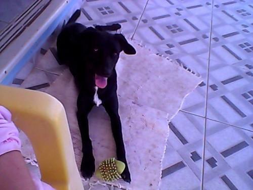 Procura-se Dana no bairro Centro em Balneário Arroio Do Silva
