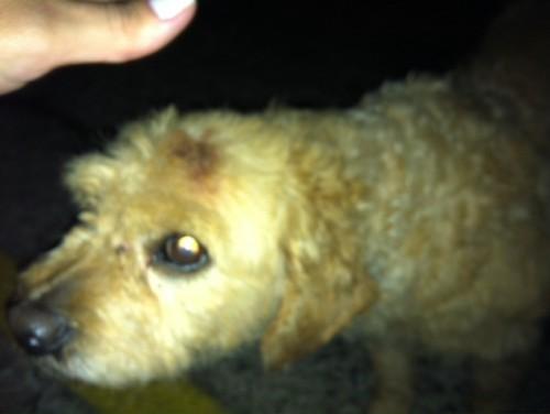 Cachorro perdido (Poodle misturado) no bairro Santa Bárbara, em Criciúma