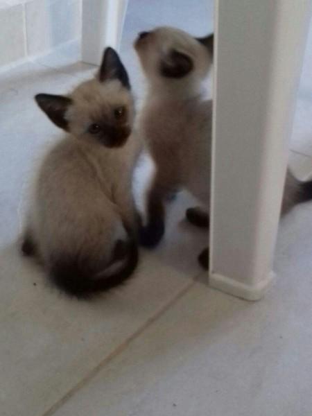 Animal para doação - Gatinhos  Para Adoção