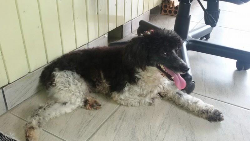 Animal encontrado no bairro Sangão