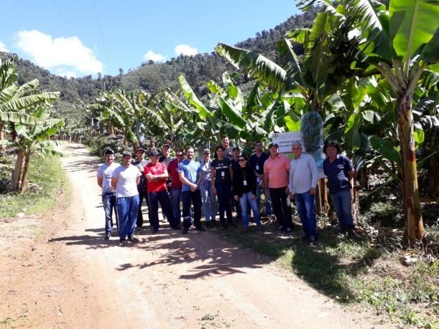 Epagri incentiva produção orgânica de banana em Sombrio e Ermo