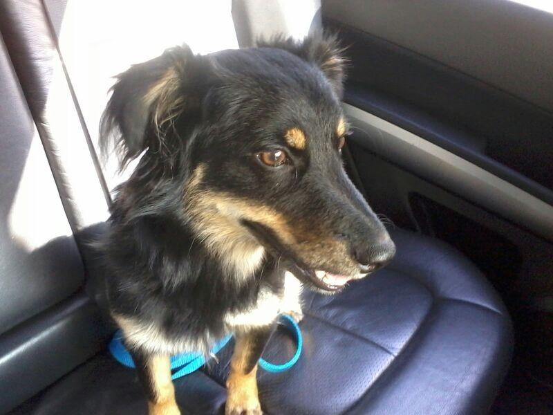 ENCONTRADO!! Procura-se Travis (pronuncia-se Trévis)