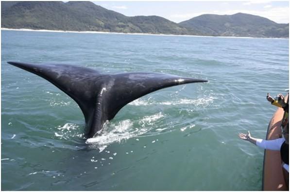 Turismo de observação de baleias será reativado em Santa Catarina