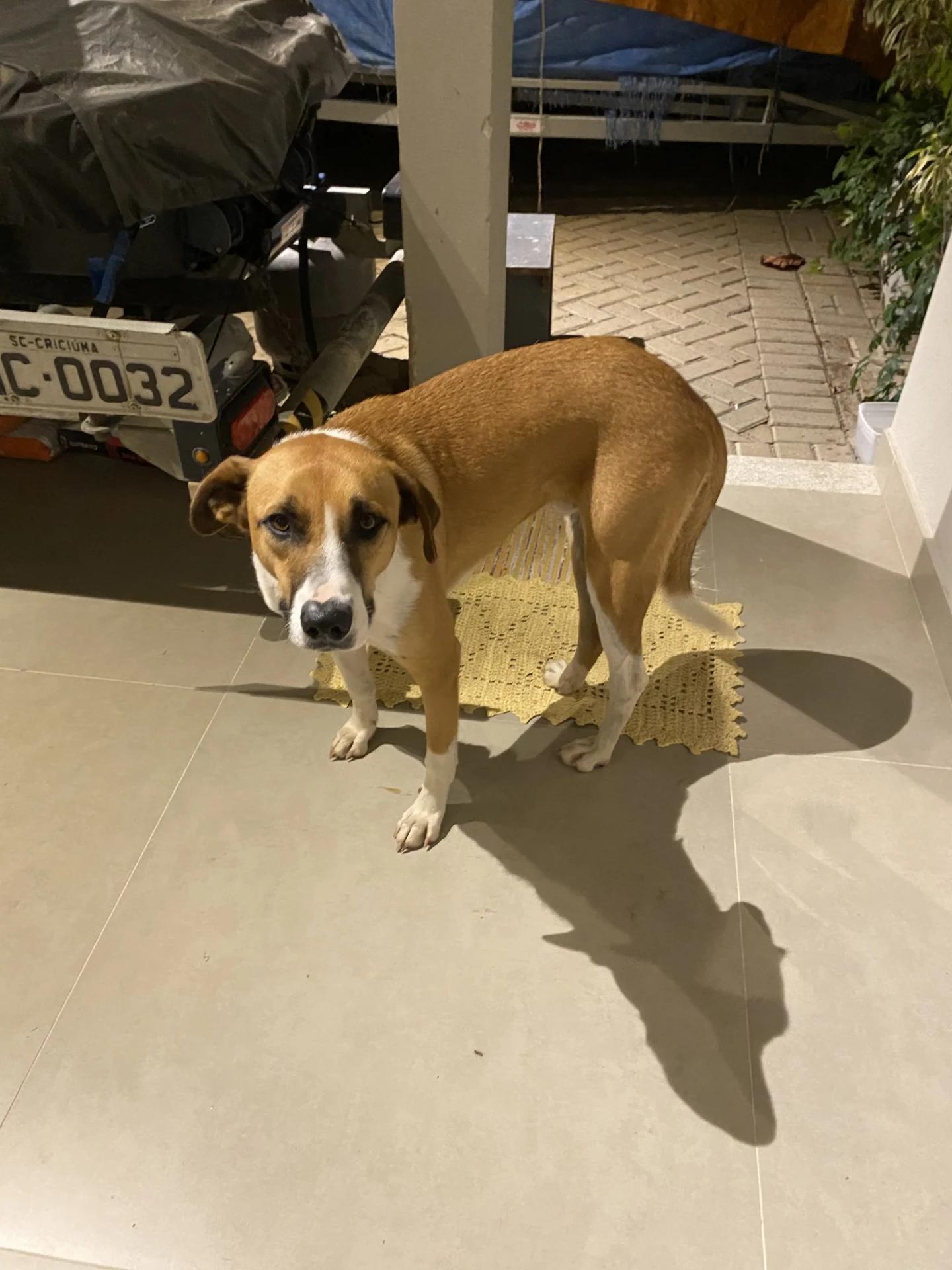 Animal encontrado no bairro Lagoa Dos Esteves